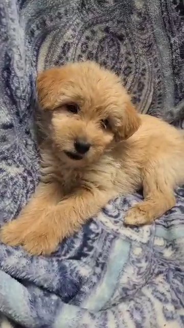 Murphy