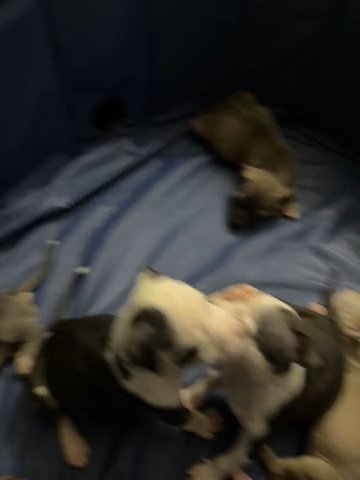 Bully Pits