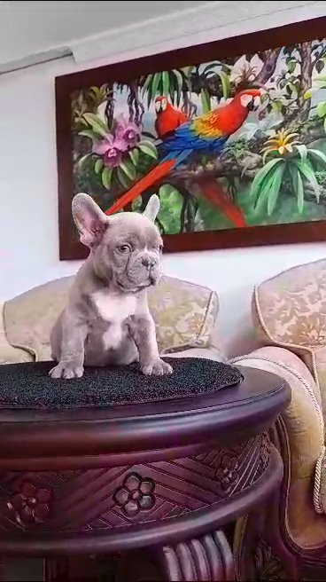 Bulldog french
