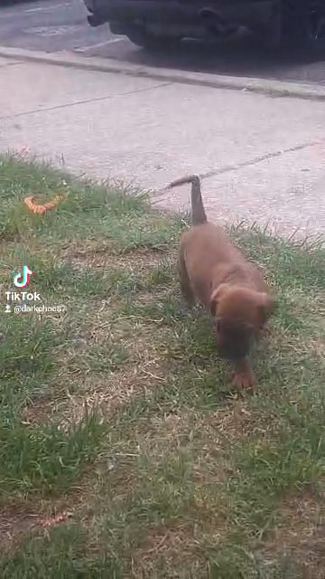 puppies looking for a forever home