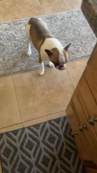 Frenchie Male