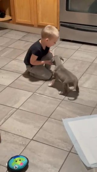 American bully