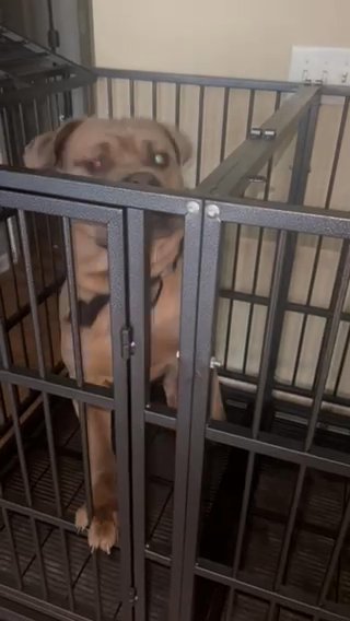 Cane Corso in Rock Hill, South Carolina