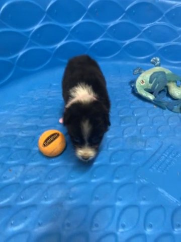 Australian Shepherd Female