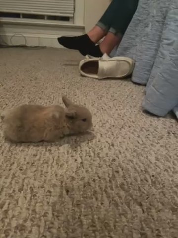 Pedigreed Holland Lops For Sale
