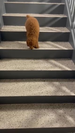 Looking to sell my puppy