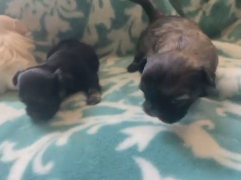 Shihtzu