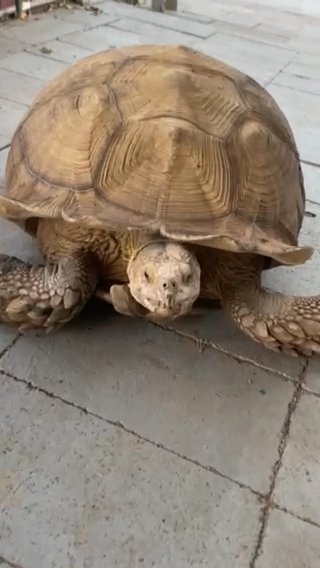 Sulcata Tortoise For Sale