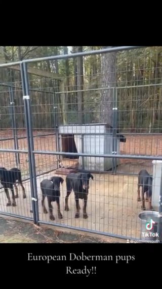 Doberman Puppies