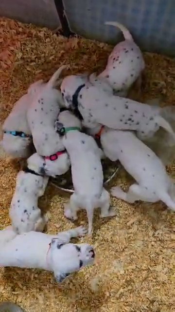 Folkor, Male Dalmation in Lebanon, Ohio