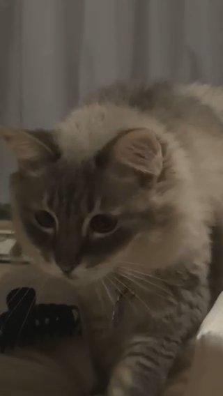 My cat walking on my bed.