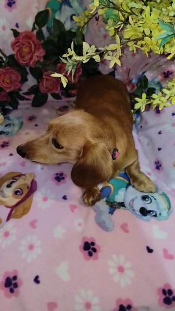 AKC LH Mini Dachshund