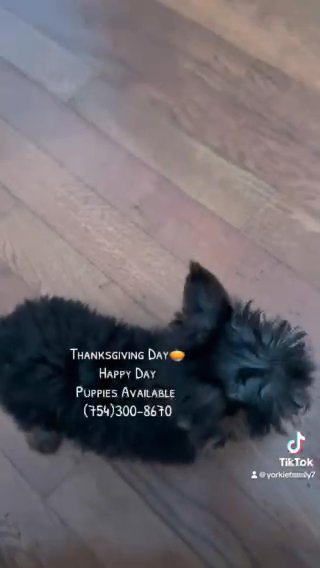 Yorkie AKC