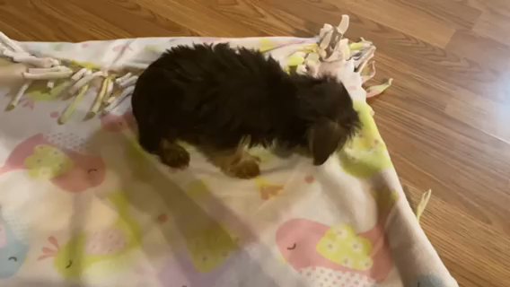 CKC Yorkshire Terrier puppies
