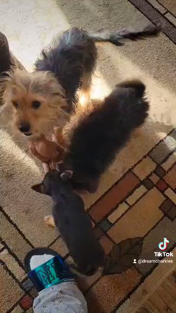 Bear?& Lil Bits?