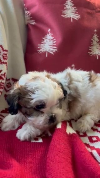 Shichonpoo Puppy *Reserved*