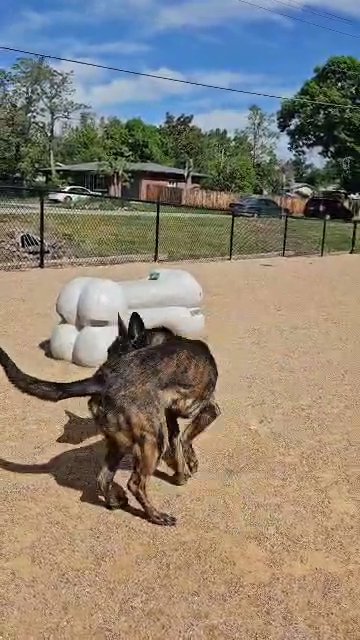 Dutch shepherd