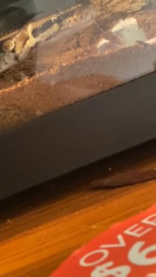 Trying To Sell My Ball Python