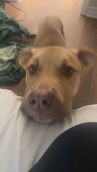 Pitbull/German Shepherd Mix (Maybe Lol)