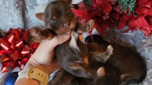 Akc Yorkie puppies Girls & Boys in Gastonia, North Carolina