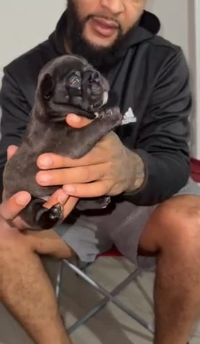 Female French Bulldog ??
