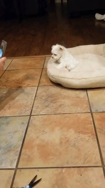 Maltese puppies