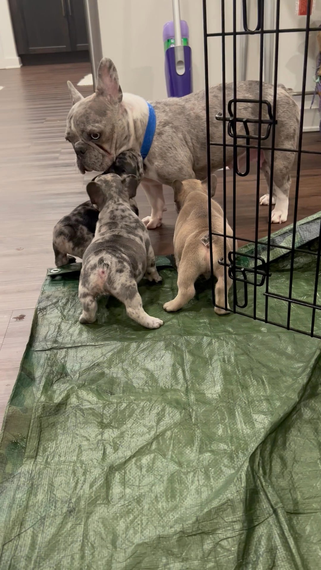 Looking for their Fur-ever homes