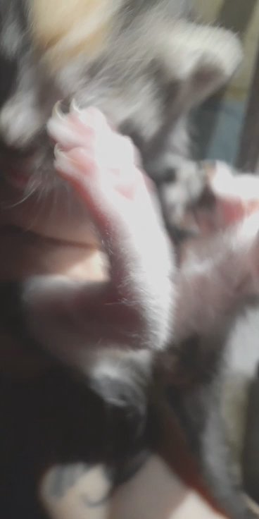 2 boys kittens