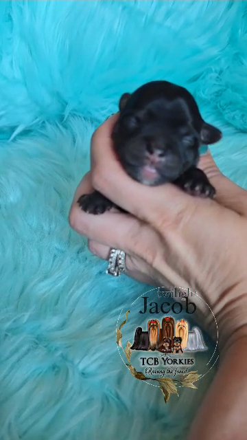 SOLD AKC Yorkie ? Extreme dark traditional