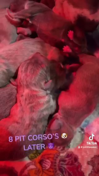 Lola & 8 Pit-Corso Puppies