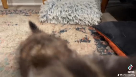 Mainecoon Girl. [adopted)