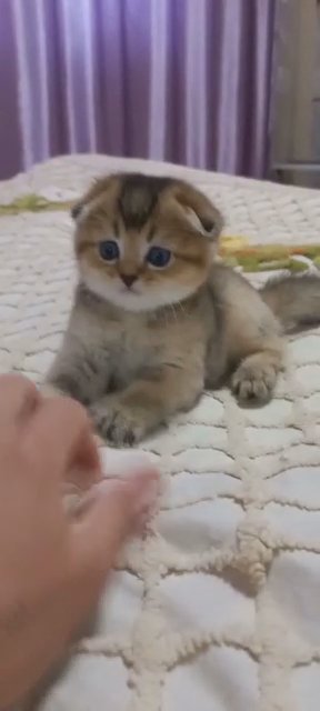 Scottish fold Oliver