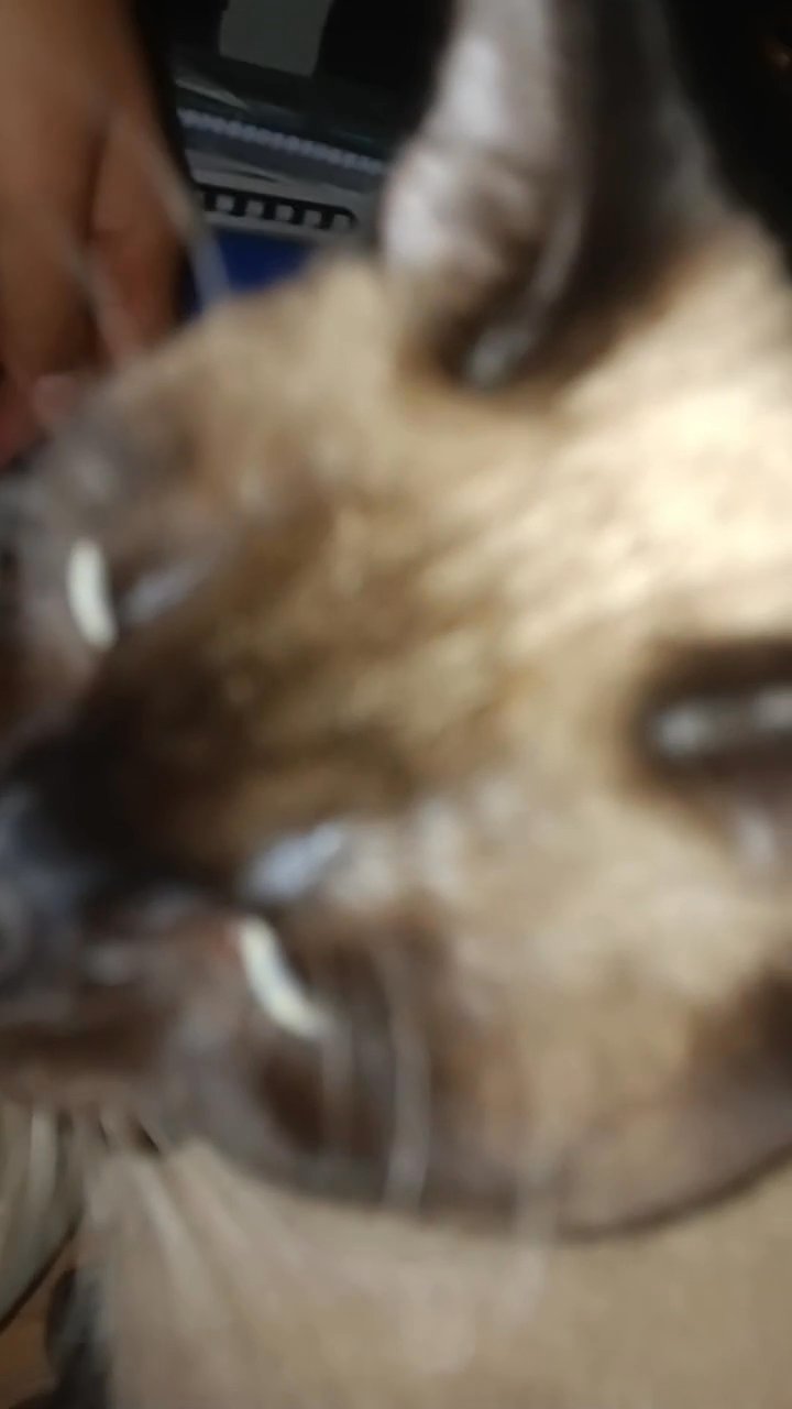 Siamese Cats