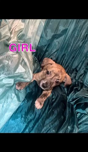 Mountain Cur PUPPIES FOR SALE ‼️?