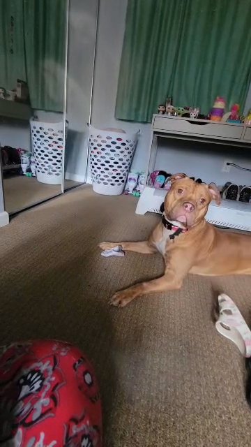 staffy