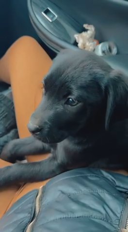 Black Lab