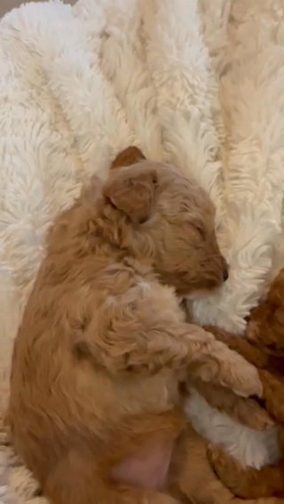 Tiny toy Poodle AKC