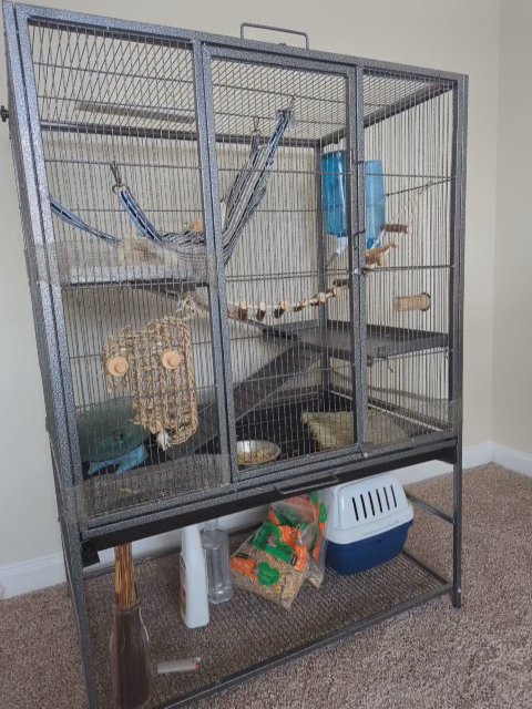 Albino rats