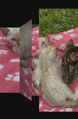 BENGAL KITTENS