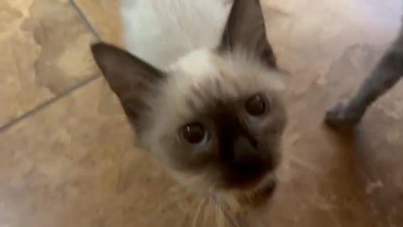 I Need A New Home For This Kitten