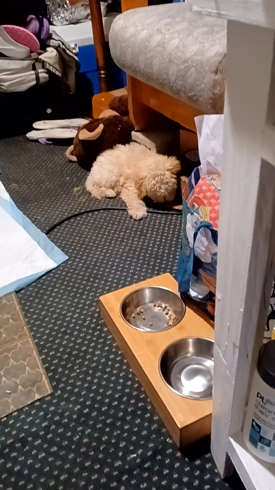 Maltipoodle for sell