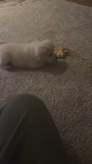 PUPPY FOR SALE??