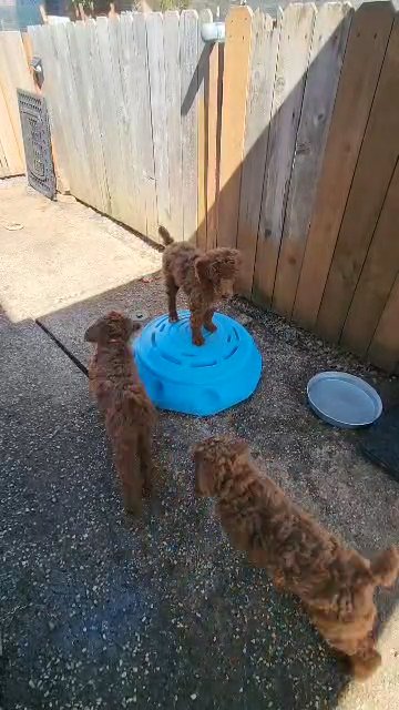Standard Poodle Puppies