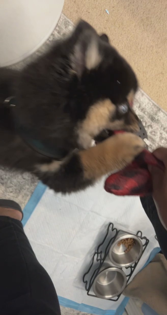 Pomsky puppy for sale
