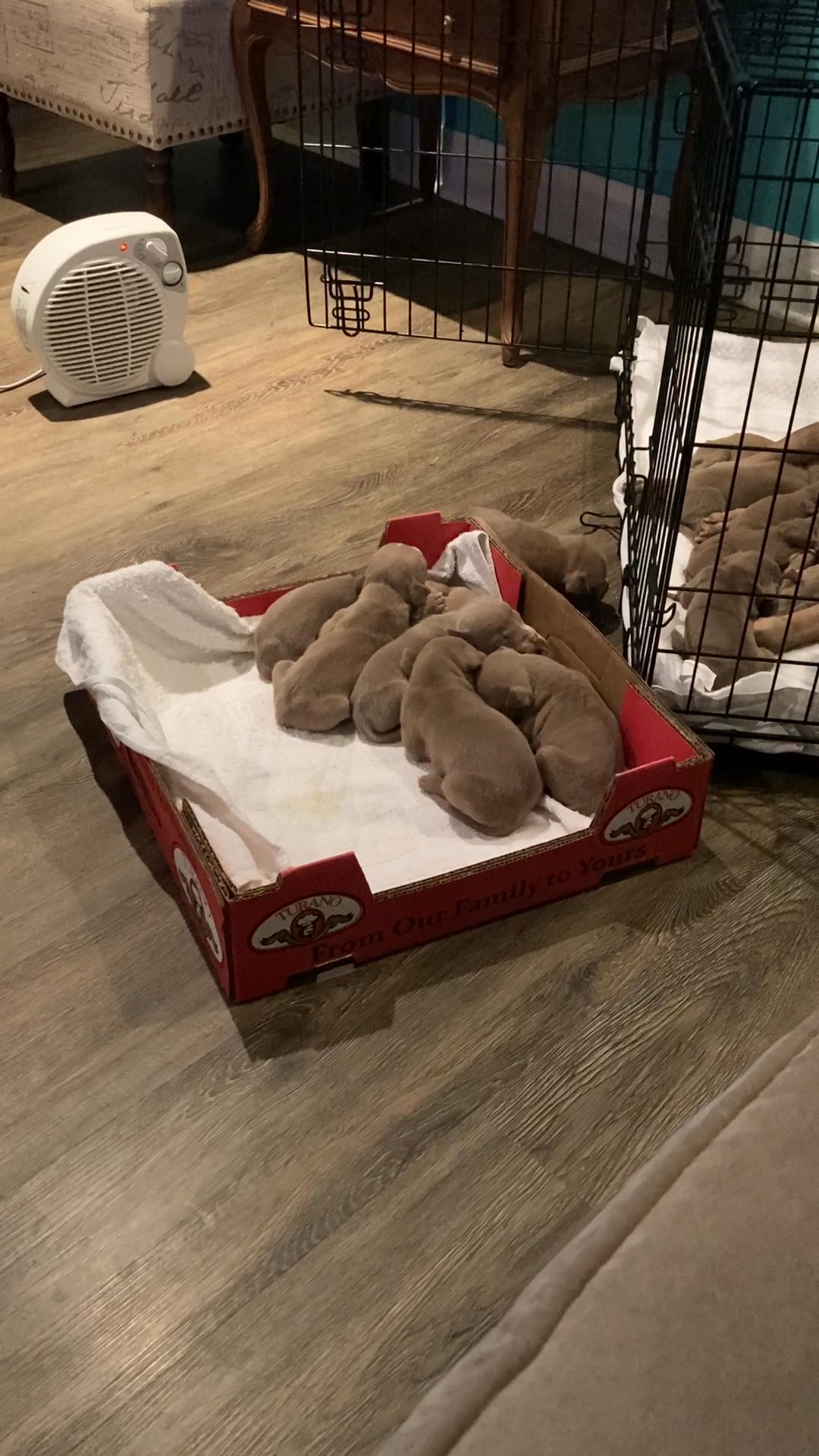 14 Pitbull Puppies