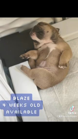 Blaze English bulldog -  6 weeks Old