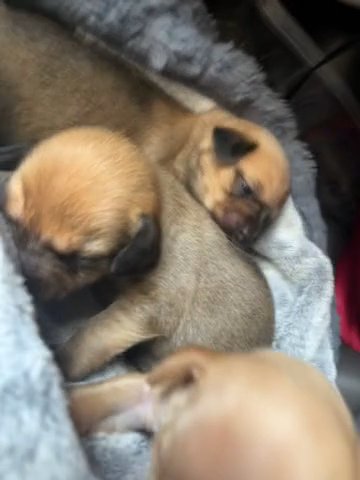 Puppies For Sale