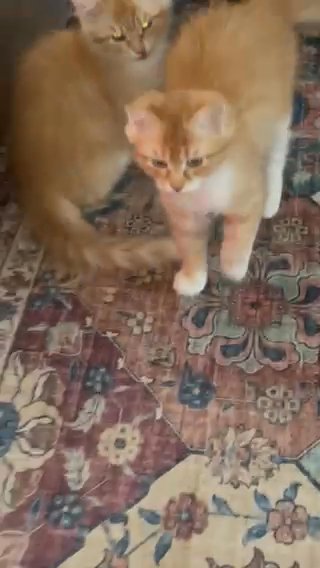 Siberian Forest Cats in White Plains, New York
