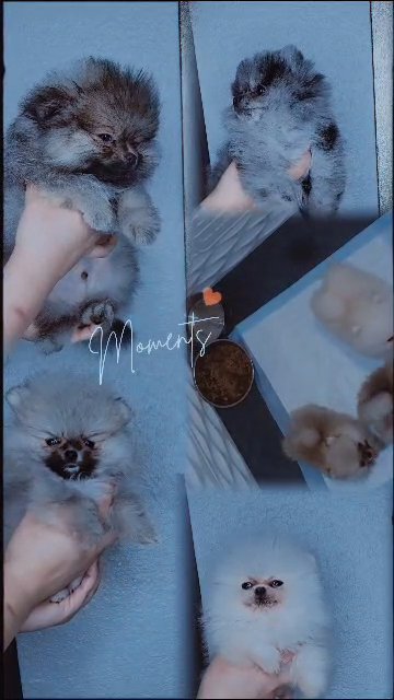 Pomeranian puppies