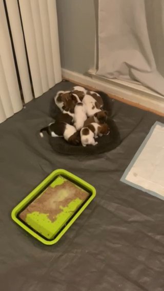 Puppy Pile / Jack-Tzu American Hairless Terrier